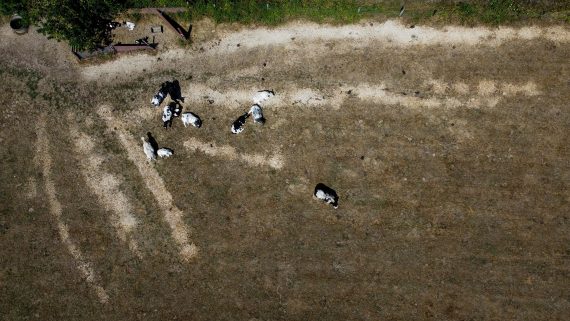 Flandern leidet unter Trockenheit: Feld in Lierde (Bild: Nicolas Maeterlinck/Belga)