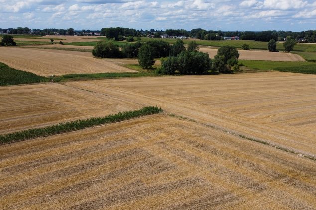Flandern leidet unter Trockenheit: Felder in Lierde (Bild: Nicolas Maeterlinck/Belga)