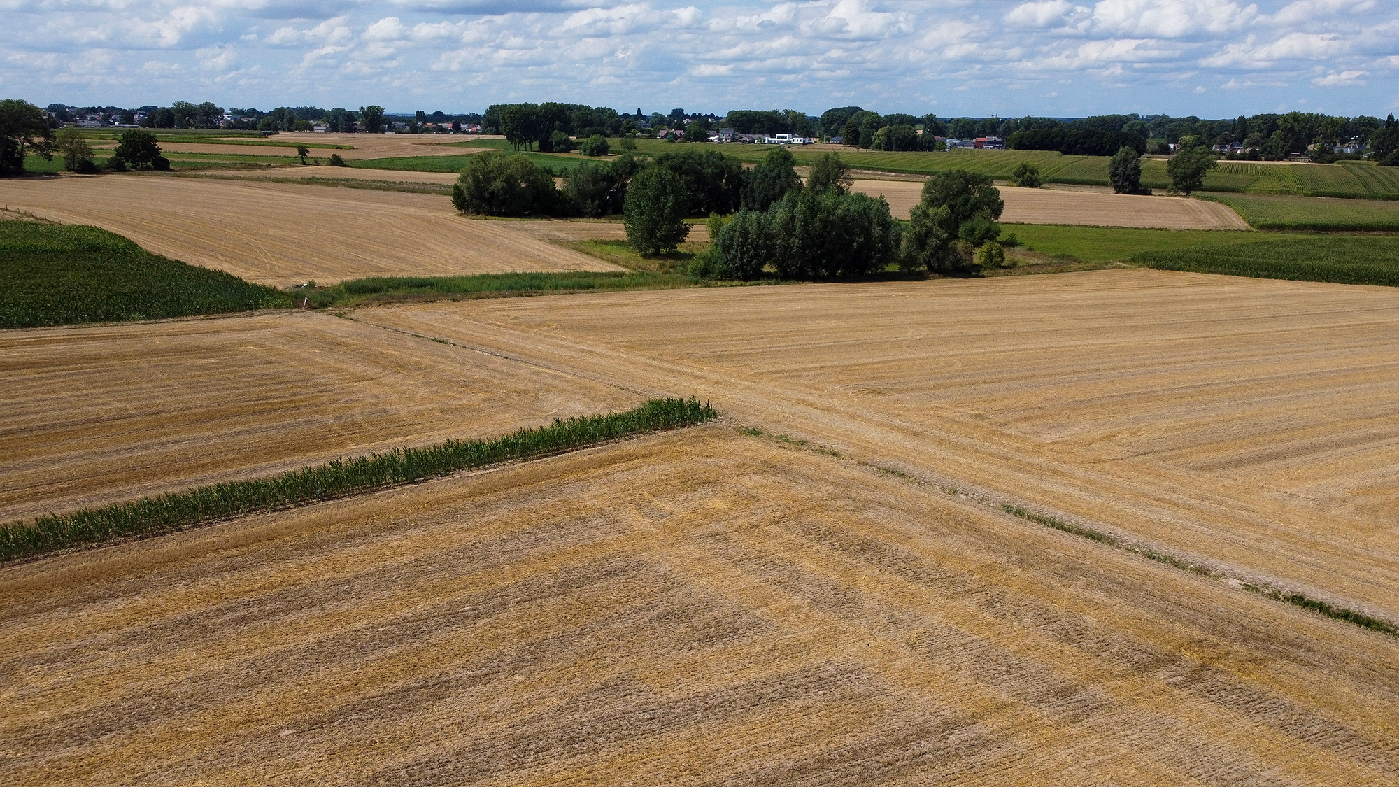 Flandern leidet unter Trockenheit: Felder in Lierde (Bild: Nicolas Maeterlinck/Belga)