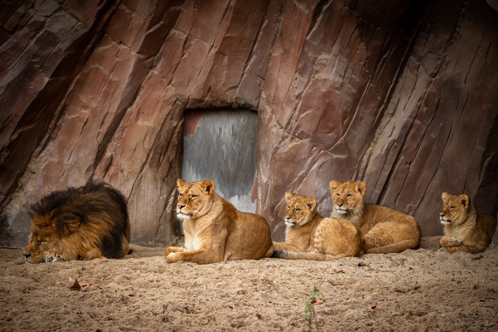 Die Löwenfamilie im Zoo Antwerpen - hier ohne die Welpen, die noch in einer Höhle leben (Bild: Jonas Verhulst/Zoo Antwerpen)