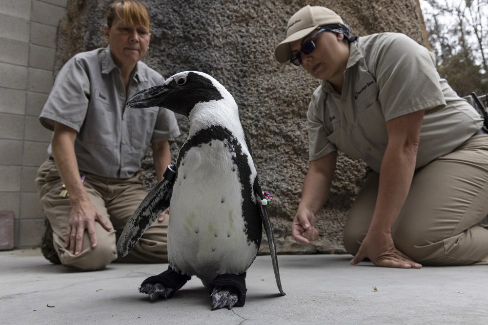 Pinguin "Lucas" mit seinen orthopädischen Schuhen (Bild: Ken Bohn/San Diego Zoo)