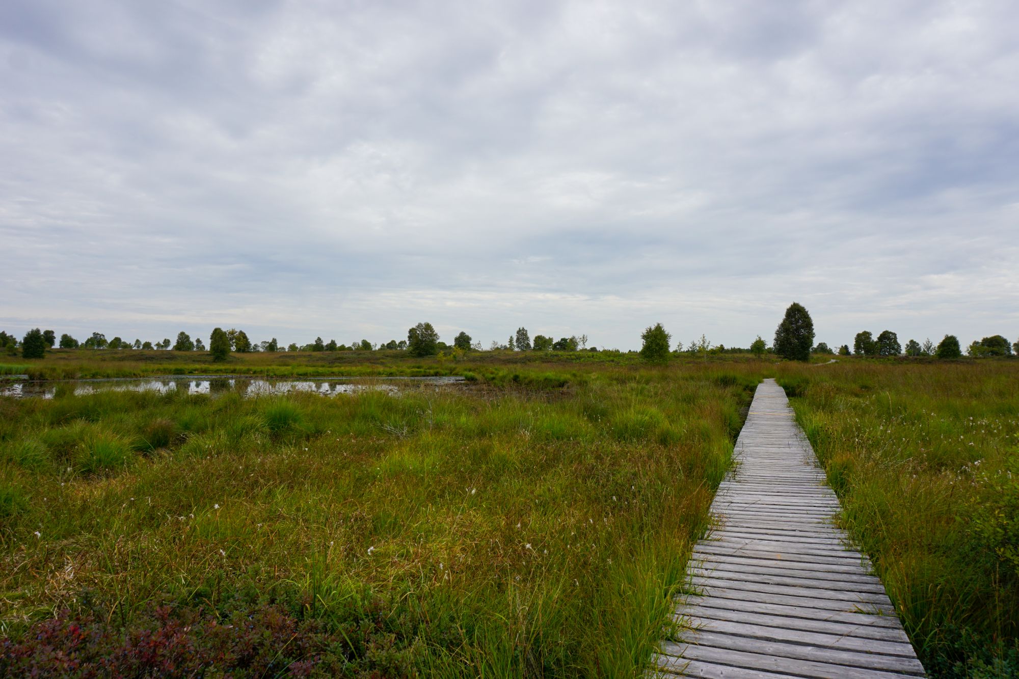 Naturschutzgebiet Hohes Venn (Bild: Dogan Malicki/BRF)