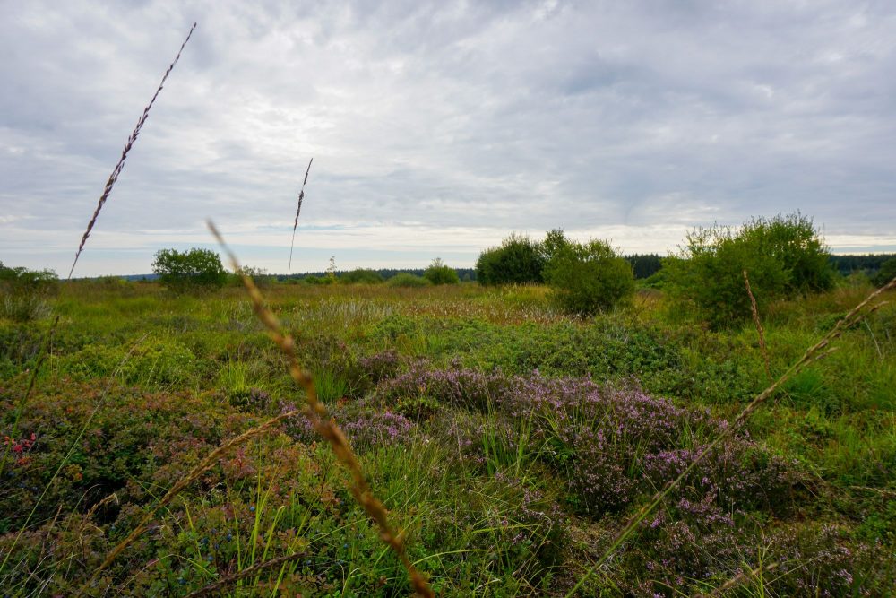 Naturschutzgebiet Hohes Venn (Bild: Dogan Malicki/BRF)