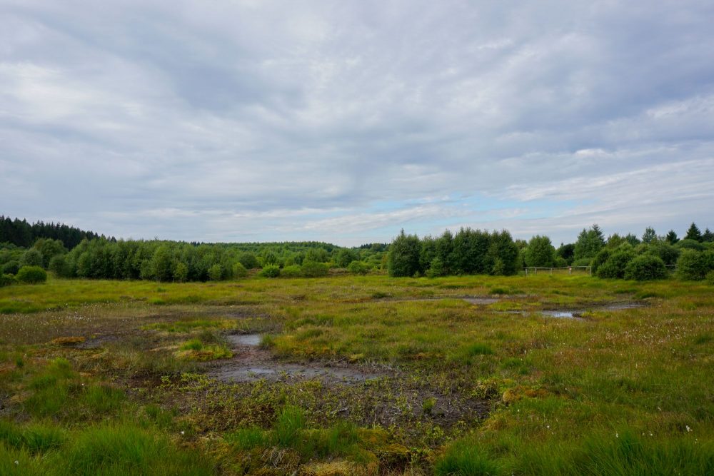 Naturschutzgebiet Hohes Venn (Bild: Dogan Malicki/BRF)