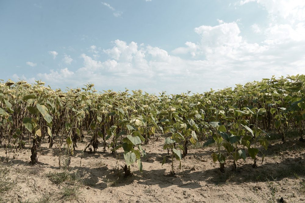 Vertrocknete Sonnenblumen (Illustrationsbild: Iroz Gaizka/AFP)