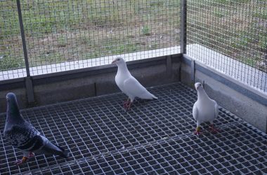 Die weißen Tauben gehören Dieter Ballmanns Kindern und sind die einzigen Tauben im Schlag, die einen Namen besitzen - Moritz und Luisa (Bild: Dogan Malicki/BRF)