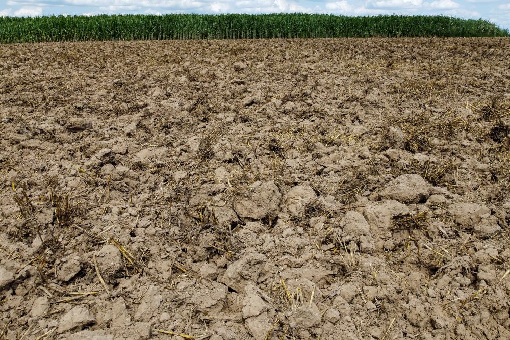 Ausgetrocknetes Feld bei Lierde in Ostflandern (Bild: Nicolas Maeterlinck/Belga)