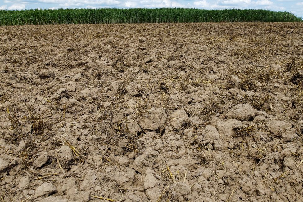 Ausgetrocknetes Feld bei Lierde in Ostflandern (Bild: Nicolas Maeterlinck/Belga)