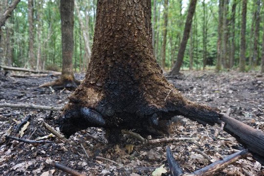 Waldbrand im Raerener Wald (Bild: Dogan Malicki/BRF)