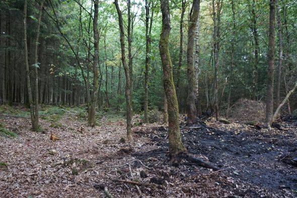 Waldbrand im Raerener Wald (Bild: Dogan Malicki/BRF)
