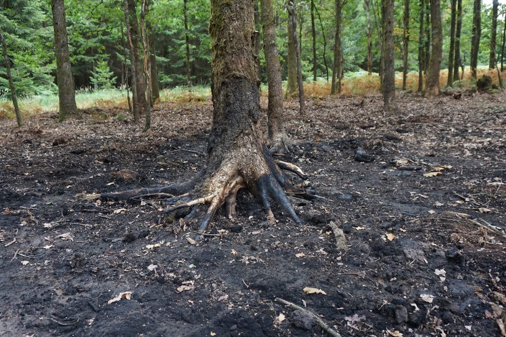 Waldbrand im Raerener Wald (Bild: Dogan Malicki/BRF)