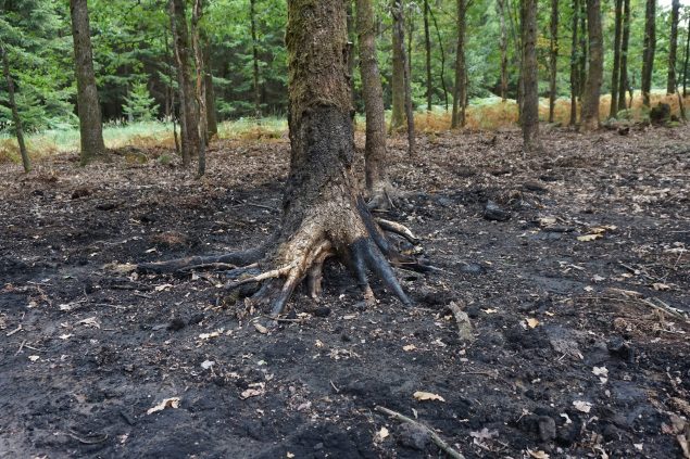 Waldbrand im Raerener Wald (Bild: Dogan Malicki/BRF)