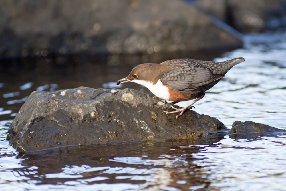 Wasseramsel (Bild: © Bildagentur PantherMedia / Wilfried Martin)