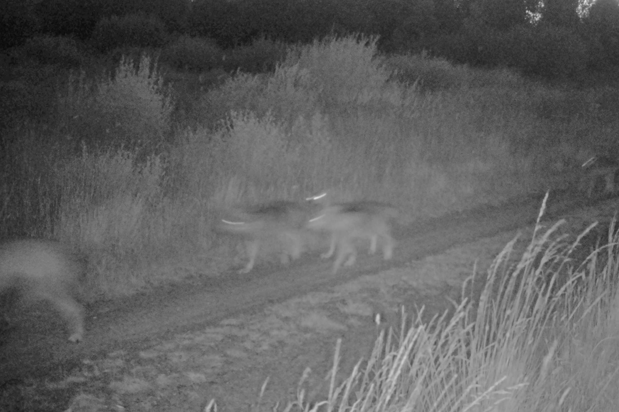Junge Wölfe im Hohen Venn, in Begleitung von Akela und Maxima - Kameraaufnahmen vom 19. Juli (Bild: Belga)