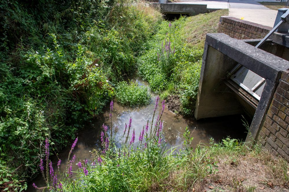 Der Fluss Zwalm im flämischen Brakel hat einen sehr niedrigen Pegelstand (Bild: Nicolas Maeterlinck/Belga)