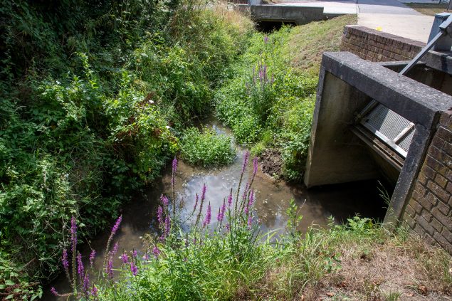 Der Fluss Zwalm im flämischen Brakel hat einen sehr niedrigen Pegelstand (Bild: Nicolas Maeterlinck/Belga)
