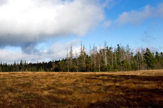 Nationalpark Harz (Illustrationsbild: Swen Pfoertner/AFP)