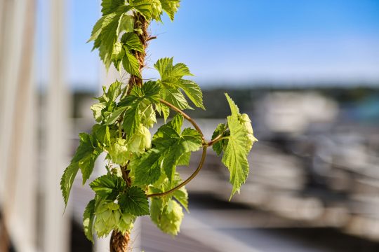 Auf dem Dach des Einkaufszentrums Belle-Ile wächst jetzt Hopfen (Bild: Shopping Belle-Ile Liège)