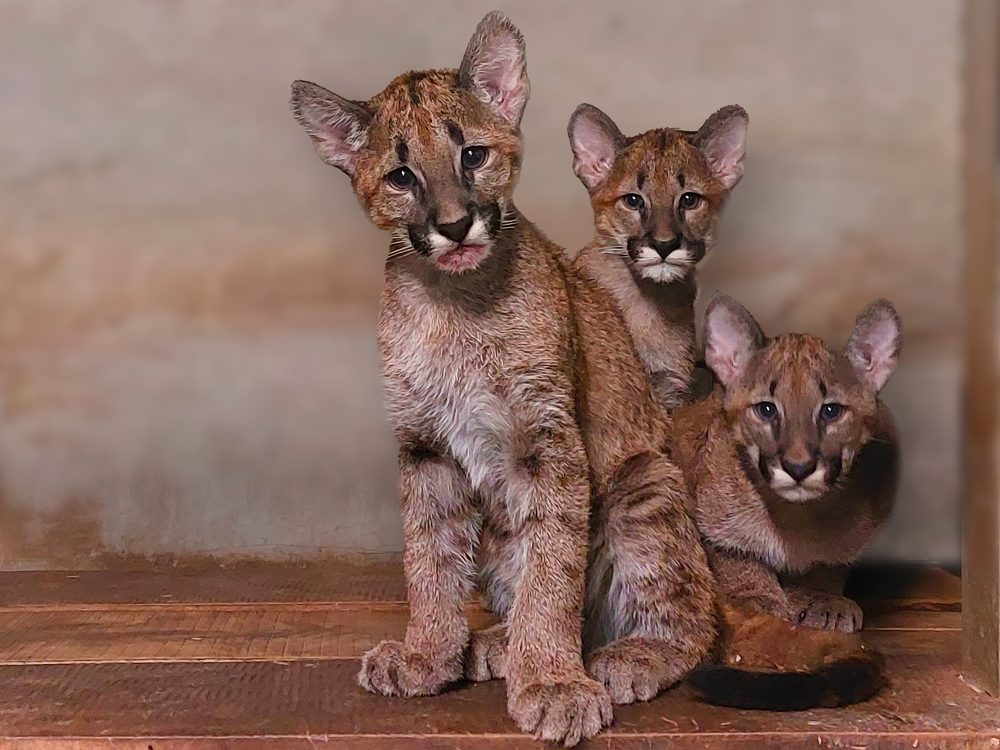 Puma-Nachwuchs im Tierpark Pairi Daiza (Bild: Pairi Daiza/Belga)