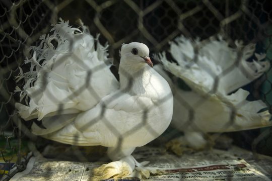 Vogel in Käfig (Illustrationsbild))