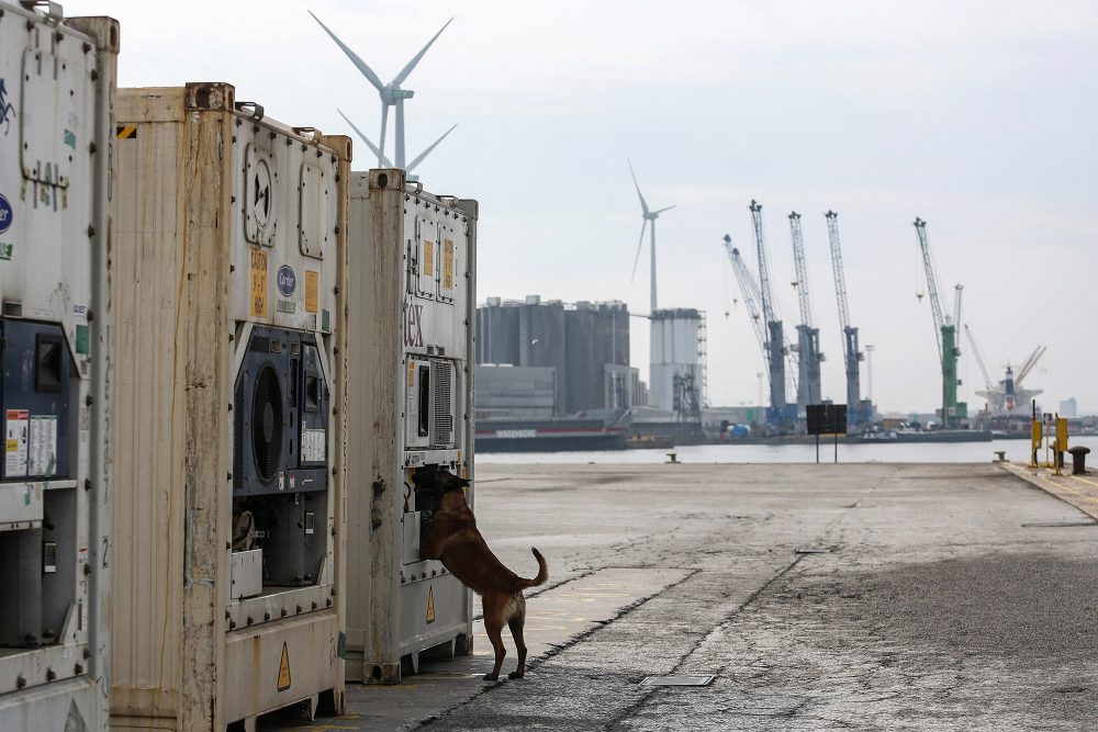 Drogenspürhund am Antwerpener Hafen (Bild: Valeria Mongelli/AFP)