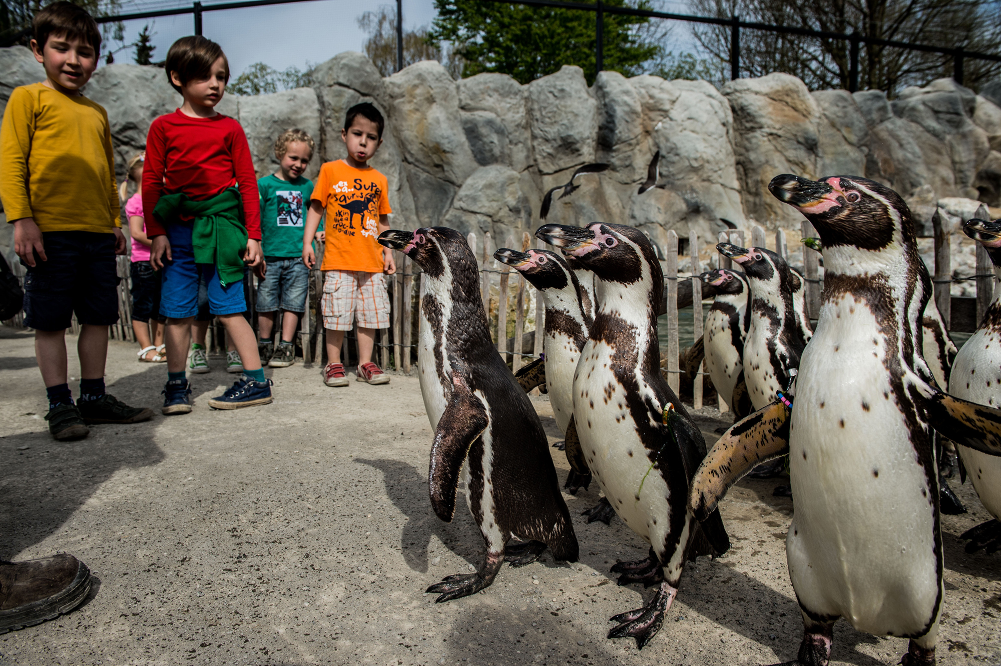 Kinder im Zoo von Planckendael