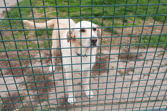 Tierheim Schoppen (Bilder: Chantal Delhez/BRF)