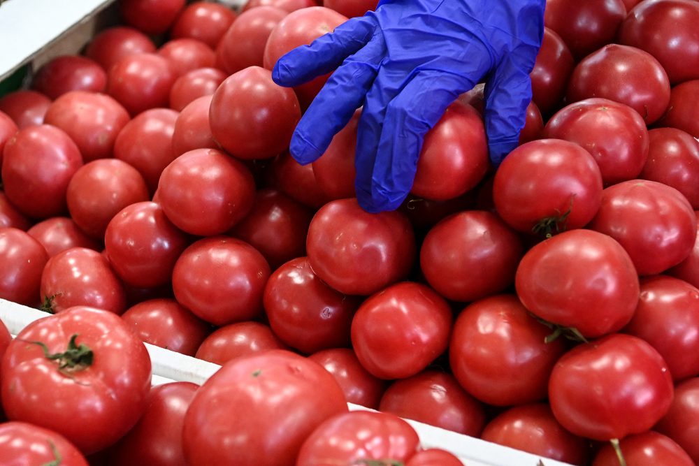 Tomate (Bild: Kirill Kudryavtsev/AFP)