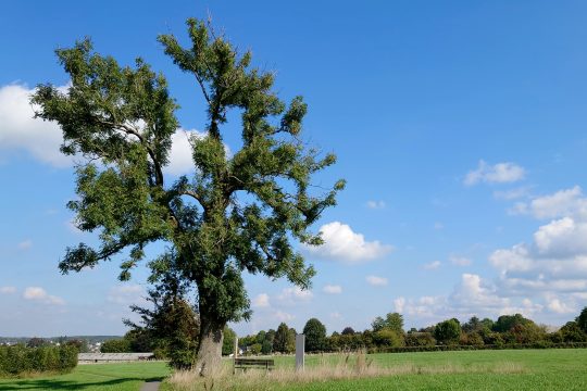 Vrowaseboom in Raeren (Bild: Marisa Sonnen/BRF)