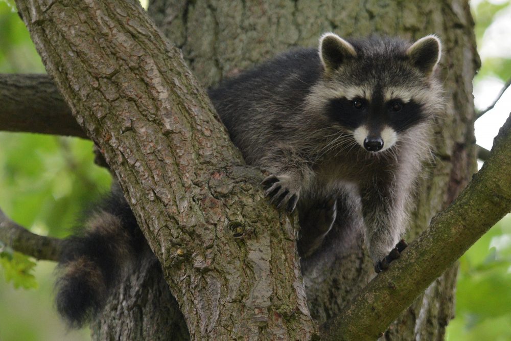 Waschbär