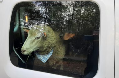 Hausschaf Oskar und Hund Taron auf dem Weg zum Spaziergang (Bild: Manuel Zimmermann/BRF)