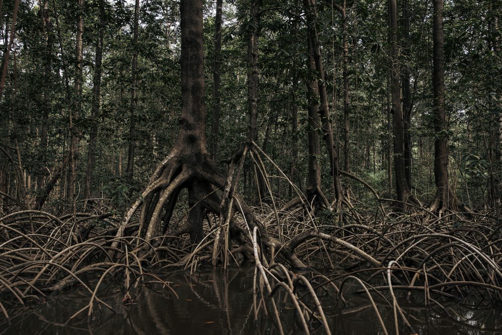 Mangrovenwald am Fluss Kongo (Bild: Alexis Huguet/AFP)