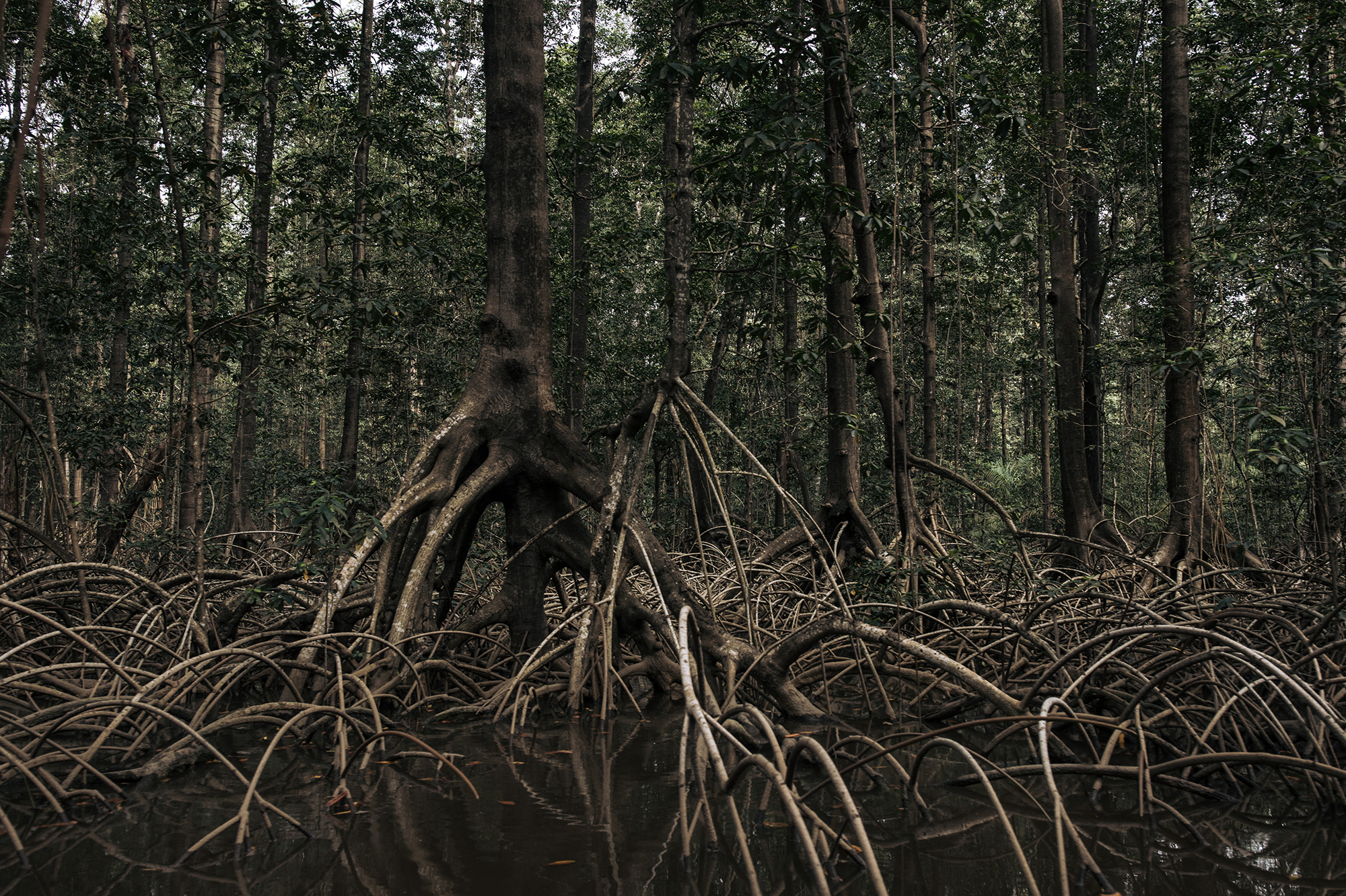 Mangrovenwald am Fluss Kongo (Bild: Alexis Huguet/AFP)