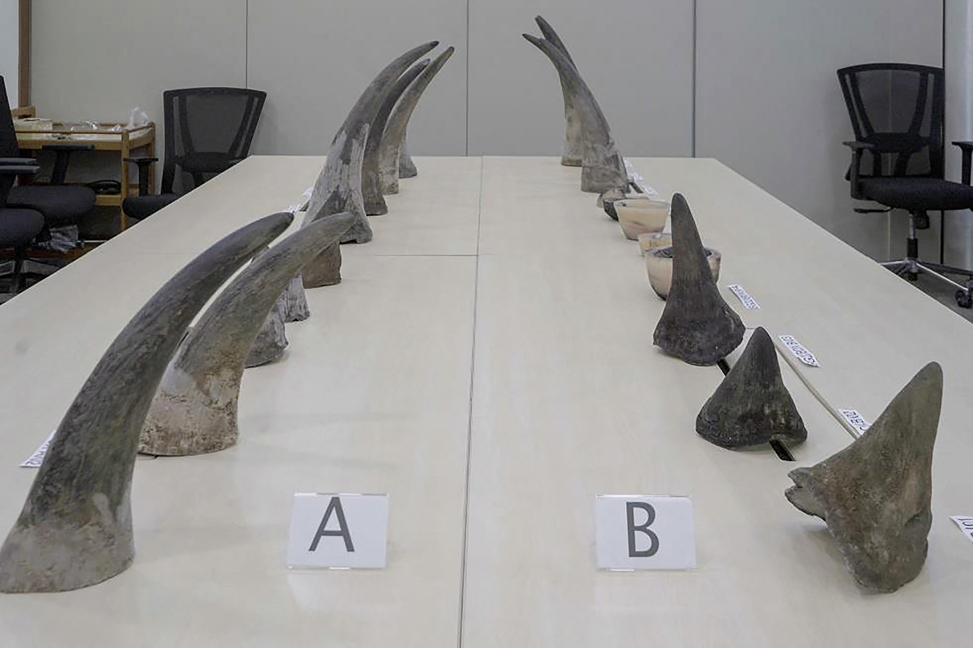 Stücke von Nashorn-Hörnern, die in Singarpur bei einem aus Südafrika einreisenden Transitpassagier beschlagnahmt wurden (Bild: Handout/Singapore's National Parks Board/AFP)