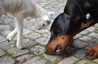 Hausschaf Oskar als Lamm mit Hund Taron (Bild: privat)