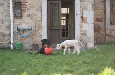 Hausschaf Oskar als Lamm mit Hund Taron (Bild: privat)