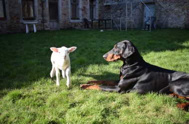 Hausschaf Oskar als Lamm mit Hund Taron (Bild: privat)