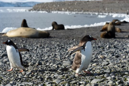 Pinguine in der Antarktis