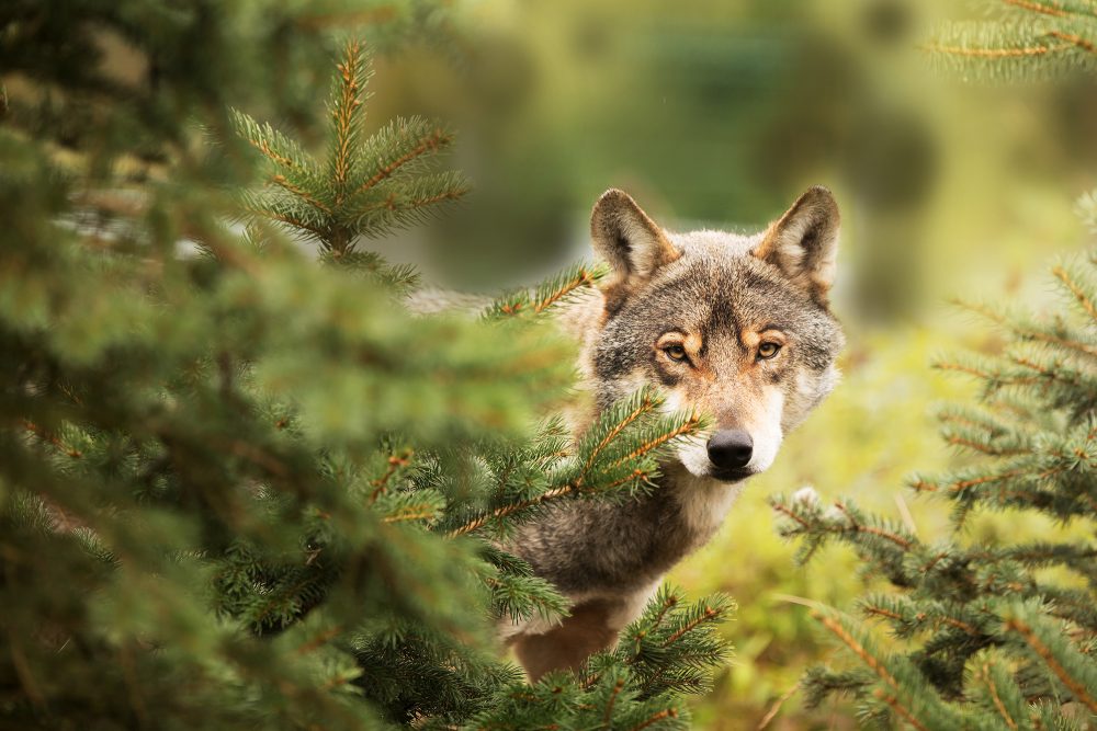 Wolf (Illustrationsbild: ©PantherMedia/6bears)