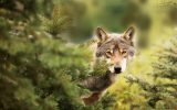 Wolf (Illustrationsbild: ©PantherMedia/6bears)