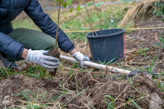Baumpflanzung (Illustrationsbild: © Eduard Goričev/PantherMedia)