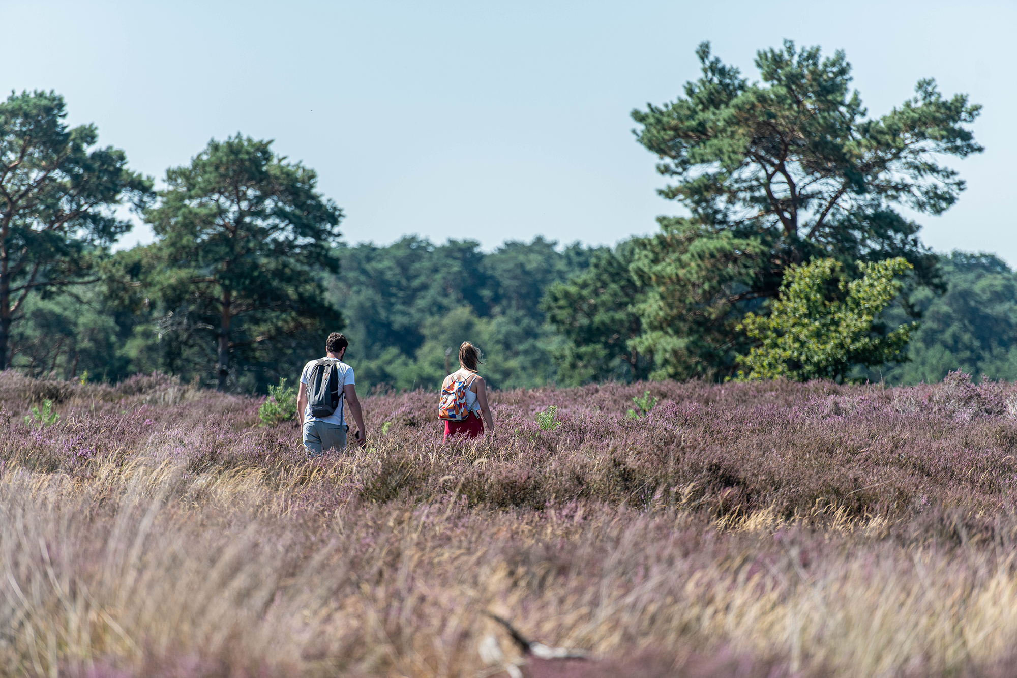 Touristen in der trockenen Kalmthoutse Heide im August (Bild: Jonas Roosens/Belga)