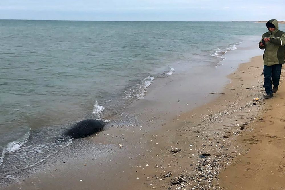 Eine an den Strand angespülte Kaspische Robbe (Archivbild: Handout/Kazakhstan's Ecology Ministry/AFP)