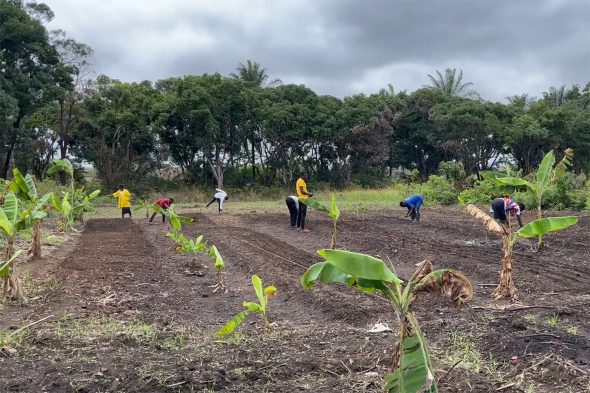 Zwischen jungen Bananenstauden werden die Beete vorbereitet für Soja und verschiedene Gemüsesorten. Einmal die Woche gehen alle Schüler aufs Feld, um die Kulturen anzulegen und zu pflegen. Alles in Handarbeit. (Bild: Dorothea Peters)