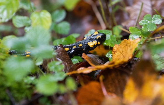 Salamander (Bild: Matthias Balk/DPA/AFP)