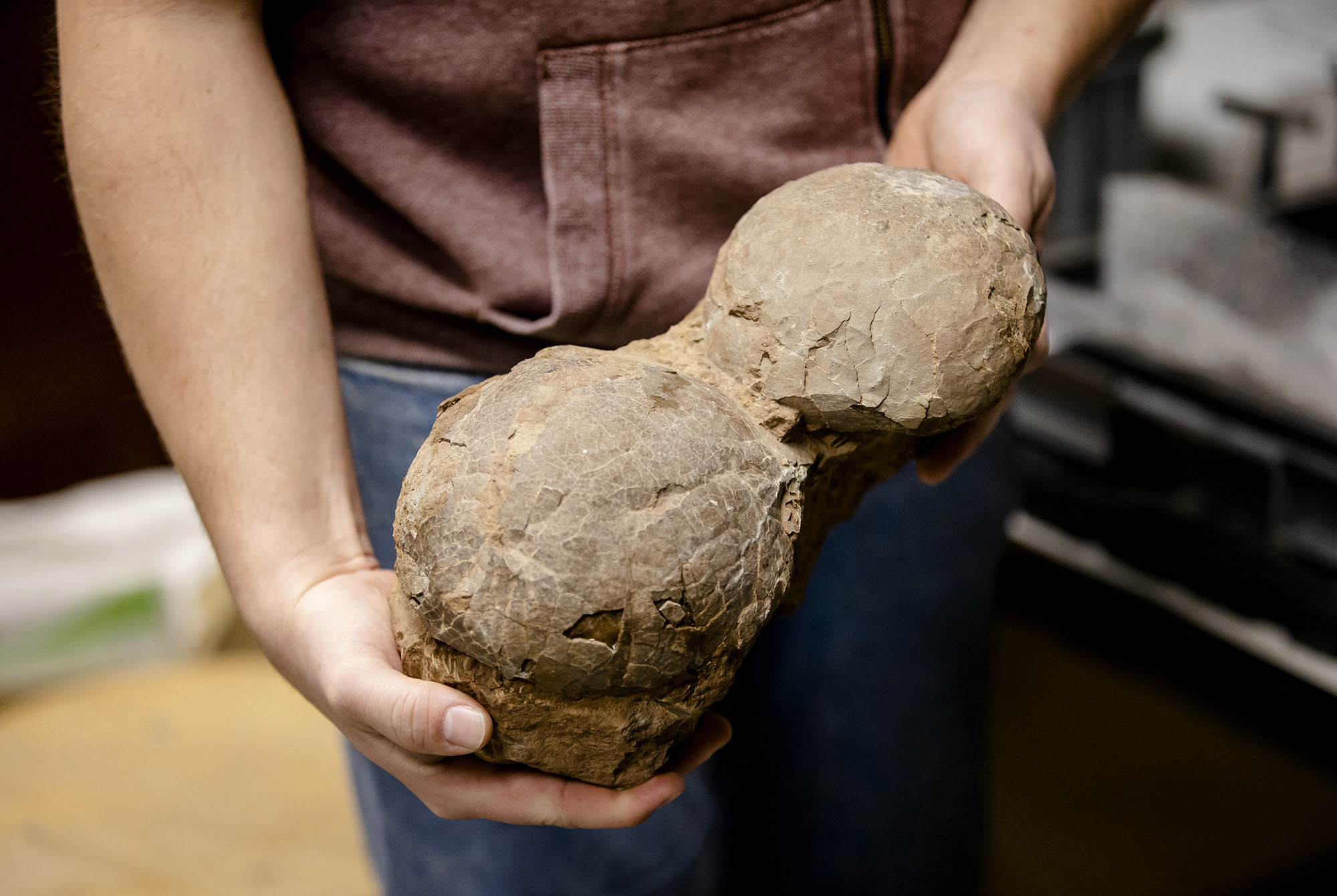 Forscher vom Urzeitmuseum in Boxtel mit zwei Dino-Eiern (Bild: Sem van der Wal/ANP/AFP)