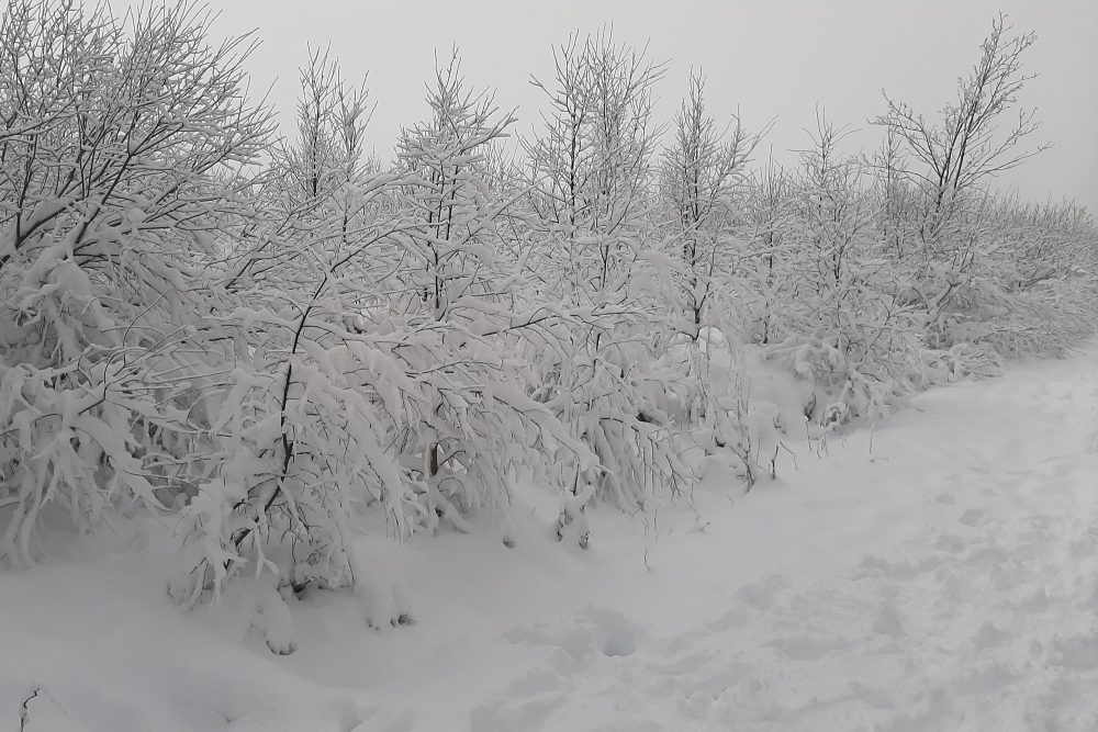 Winterwochenende im Hohen Venn (Bild: Manuel Zimmermann/BRF)