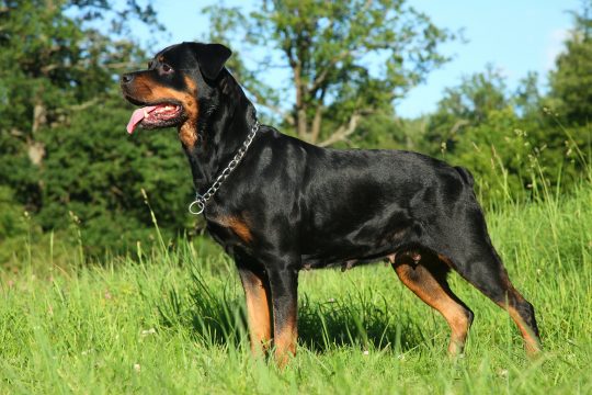 Rottweiler (Illustrationsbild: © FotoJagodka/PantherMedia)