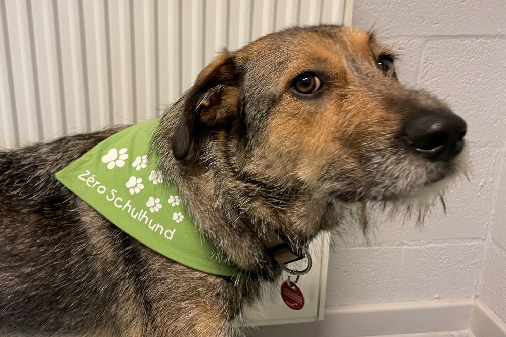 Schulhund „Zéro“ in der Städtischen Grundschule Eupen-Oberstadt (Bild: Raffaela Schaus/BRF)