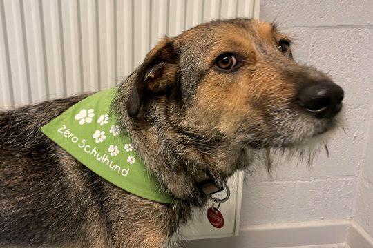 Schulhund „Zéro“ in der Städtischen Grundschule Eupen-Oberstadt (Bild: Raffaela Schaus/BRF)